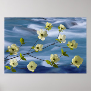 USA, Washington, Hood Canal. Pazifische Kornelkirs Poster