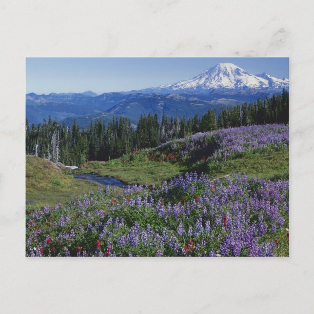 USA, Washington Mt. Adams Wilderness, Meadows Postkarte (Vorderseite)