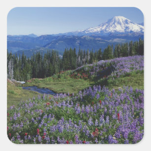 USA, Washington Mt. Adams Wilderness, Meadows Quadratischer Aufkleber