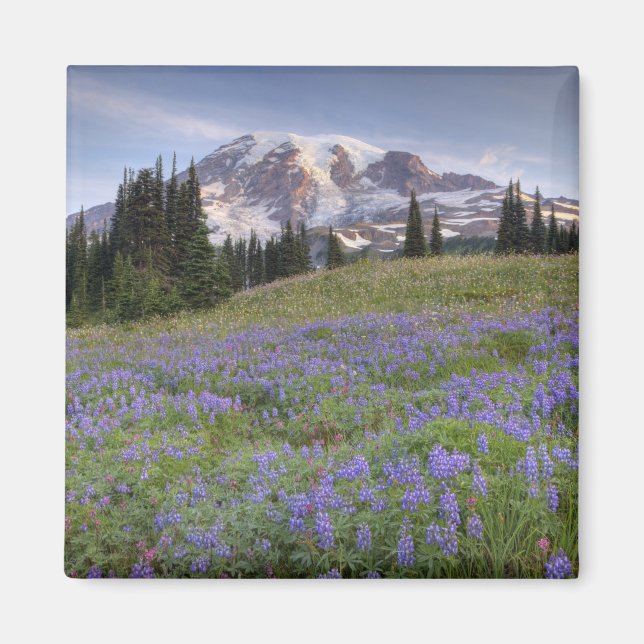 USA, Washington, Mt. Rainier NP, Rainier und Magnet (Vorne)
