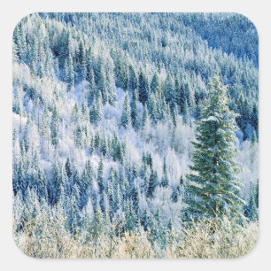USA, Washington, Mt. Spokane State Park, Aspen 2 Quadratischer Aufkleber