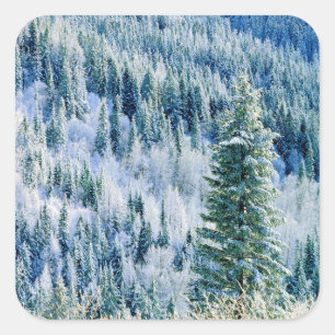 USA, Washington, Mt. Spokane State Park, Espe Quadratischer Aufkleber