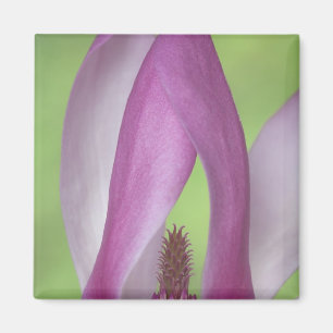USA, Washington. Nahaufnahme einer Magnolienblüte. Magnet