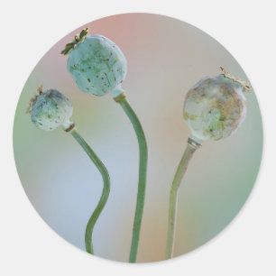 USA, Washington. Nahaufnahme von farbenfrohen Mohn Runder Aufkleber
