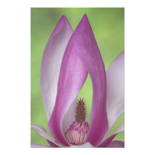 USA, Washington. Nahe Magnolienblüte. Fotodruck