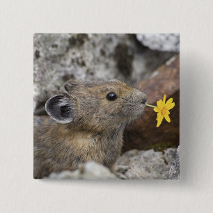 USA, Washington, North Cascades National Park, Button