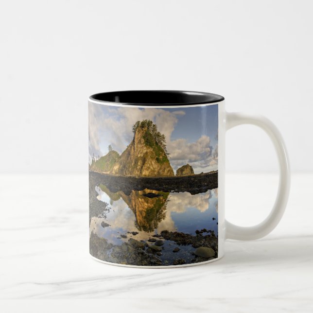 USA, Washington, Olympic National Park.A Zweifarbige Tasse (Rechts)
