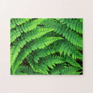 USA, Washington, Olympic National Park, Athyrium
