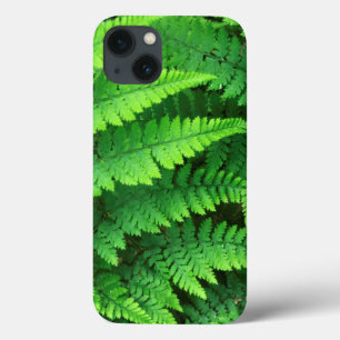 USA, Washington, Olympic National Park, Athyrium title_seo2