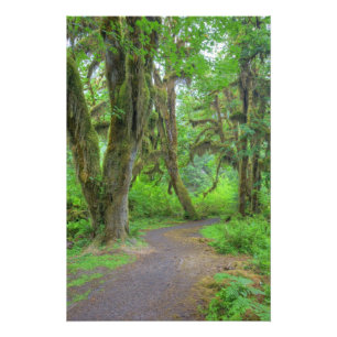 USA, Washington, Olympic National Park, Hoh Fotodruck