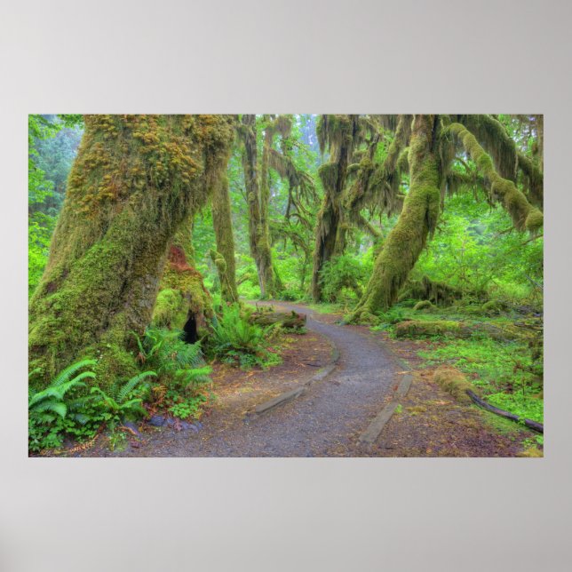 USA, Washington, Olympic National Park, Hoh Poster (Vorne)