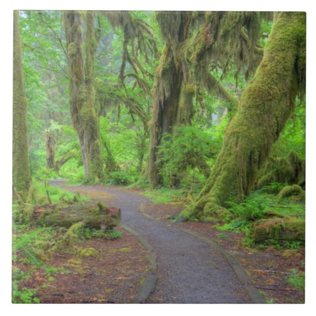 USA, Washington, Olympic National Park, Hoh Rain Fliese (Vorderseite)