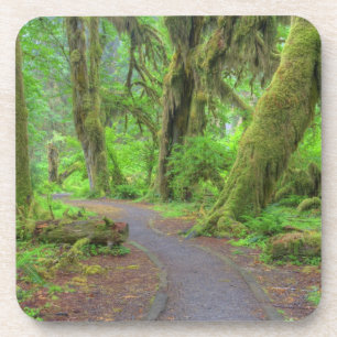 USA, Washington, Olympic National Park, Hoh Rain Getränkeuntersetzer