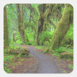 USA, Washington, Olympic National Park, Hoh-Regen Quadratischer Aufkleber