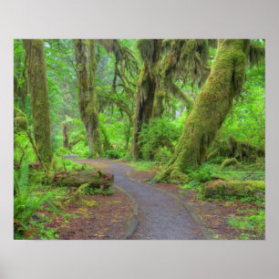 USA, Washington, Olympic-Nationalpark, Hoh-Regenwa Poster
