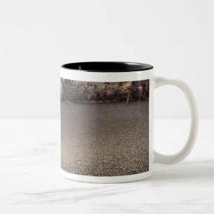 USA, Washington, Olympic-Nationalpark, Rialto 2 Zweifarbige Tasse