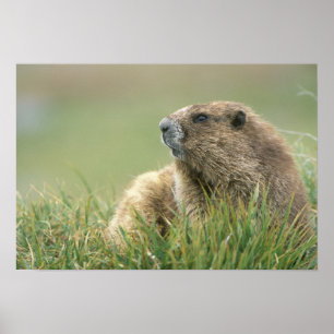 USA, Washington, Olympic NP, Olympic Murmeltier Poster