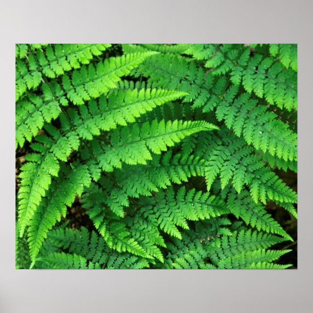 USA, Washington, Olympischer Nationalpark, Athyriu Poster (Vorne)