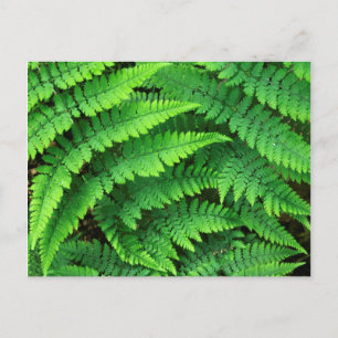 USA, Washington, Olympischer Nationalpark, Athyriu Postkarte