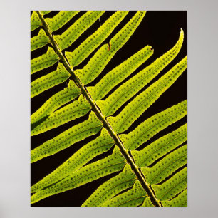 USA, Washington, Olympischer Nationalpark, Backlit Poster