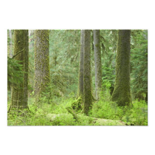 USA, Washington, Olympischer Nationalpark, Frühjah Fotodruck