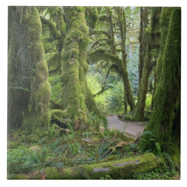 USA, Washington, olympischer Nationalpark, Hoh Fliese (Vorderseite)