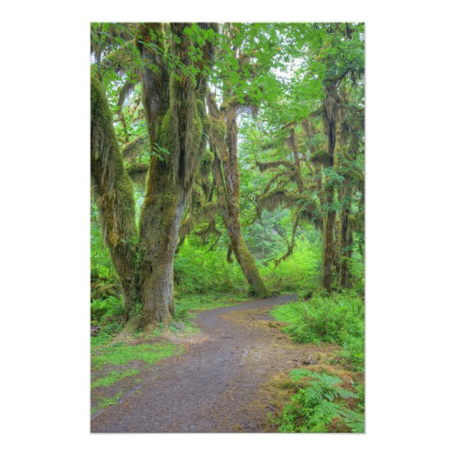 USA, Washington, Olympischer Nationalpark, Hoh Fotodruck (Vorne)