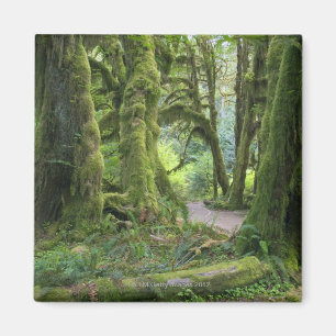 USA, Washington, olympischer Nationalpark, Hoh Magnet
