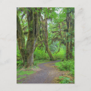 USA, Washington, Olympischer Nationalpark, Hoh Postkarte
