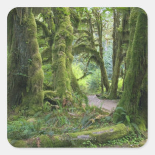 USA, Washington, olympischer Nationalpark, Hoh Quadratischer Aufkleber