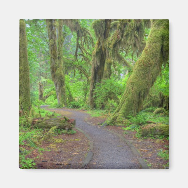 USA, Washington, Olympischer Nationalpark, Hoh Rai Magnet (Vorne)