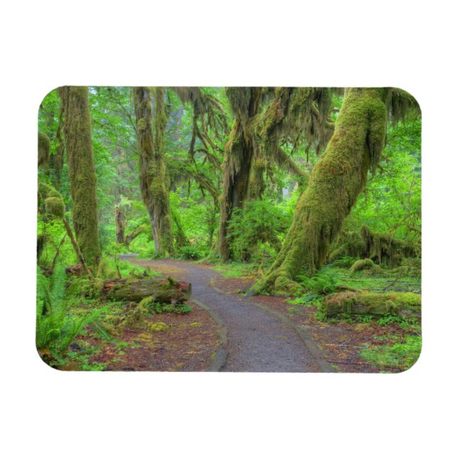 USA, Washington, Olympischer Nationalpark, Hoh Rai Magnet (Horizontal)