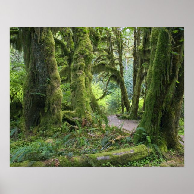 USA, Washington, Olympischer Nationalpark, Hoh Rai Poster (Vorne)
