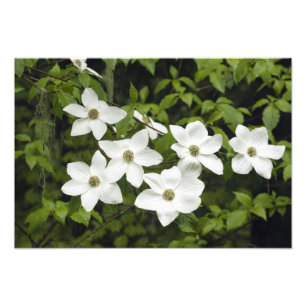 USA, Washington, Pacific Dogwood, Cornus Fotodruck