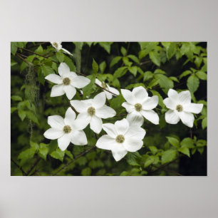 USA, Washington, Pacific Dogwood, Cornus Poster