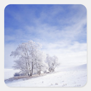 USA, Washington, Palouse-Gebiet, Frosted Black Quadratischer Aufkleber