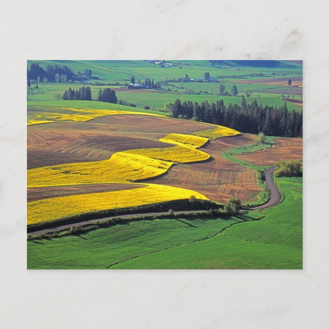 USA, Washington, Palouse, Whitman Landkreis 2 Postkarte (Vorderseite)