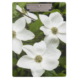 USA, Washington, Pazifische Kornelkirsche, Cornus Klemmbrett