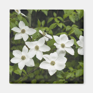USA, Washington, Pazifische Kornelkirsche, Cornus Magnet
