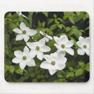 USA, Washington, Pazifische Kornelkirsche, Cornus Mousepad