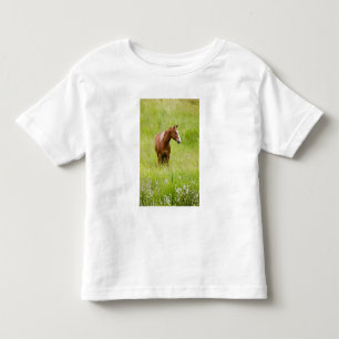 USA, Washington, Pferd auf einem Frühlingsfeld, Kleinkind T-shirt