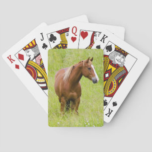 USA, Washington, Pferd im Frühjahrsfeld, Spielkarten