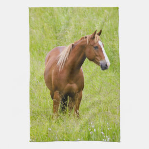USA, Washington, Pferd im Frühlingsfeld, Küchentuch
