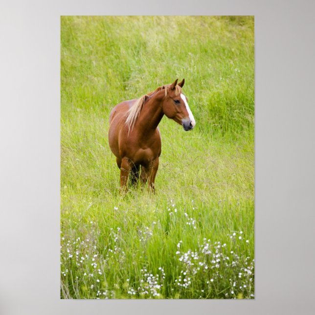 USA, Washington, Pferd in Spring Field, Poster (Vorne)