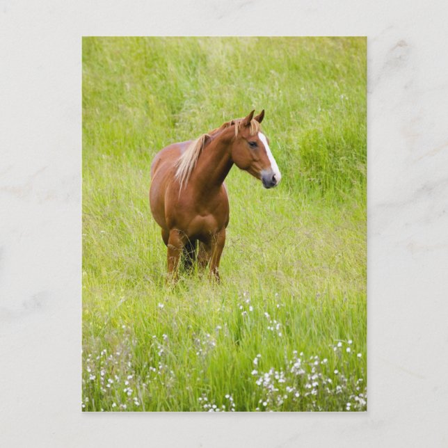 USA, Washington, Pferd in Spring Field, Postkarte (Vorderseite)