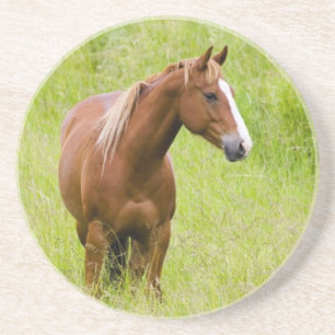 USA, Washington, Pferd in Spring Field, Untersetzer