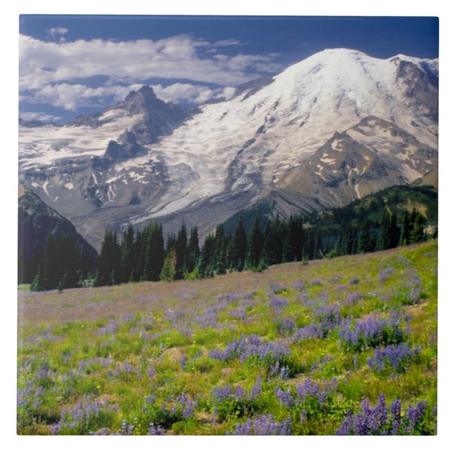 USA, Washington, Rainier National Park. Fliese (Vorderseite)
