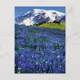 USA, Washington, Rainier National Park. Mt. Postkarte