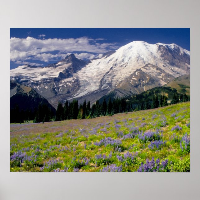 USA, Washington, Rainier National Park. Poster (Vorne)
