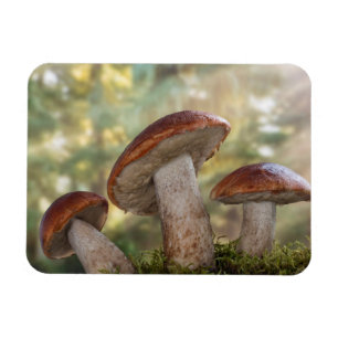 USA, Washington, Seabeck. Leccinum Insigne Magnet